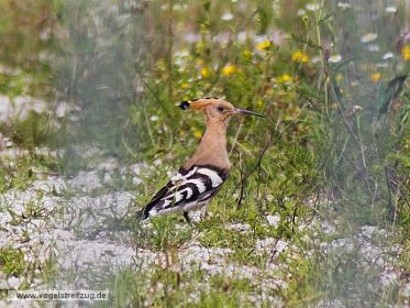 Wiedehopf sucht nach Nahrung auf steinigem Boden