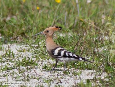 Wiedehopf sucht nach Nahrung auf steinigem Boden