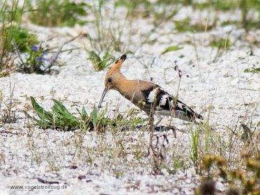Wiedehopf sucht nach Nahrung auf steinigem Boden
