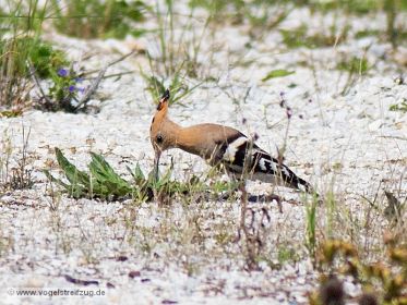 Wiedehopf sucht nach Nahrung auf steinigem Boden