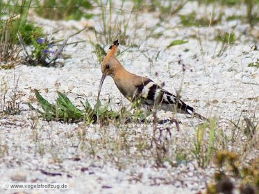 Wiedehopf sucht nach Nahrung auf steinigem Boden