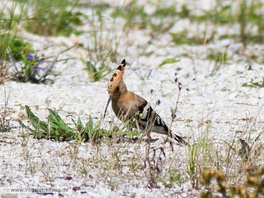 Wiedehopf sucht nach Nahrung auf steinigem Boden