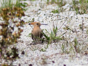 Wiedehopf sucht nach Nahrung auf steinigem Boden