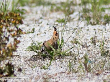 Wiedehopf sucht nach Nahrung auf steinigem Boden