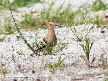Wiedehopf sucht nach Nahrung auf steinigem Boden