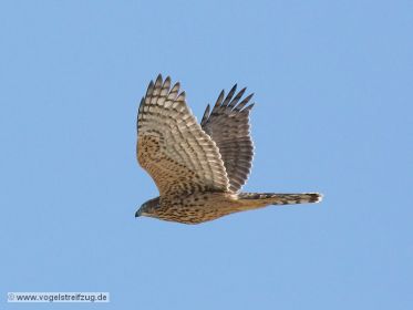 Habicht fliegt über Ismaninger Speichersee