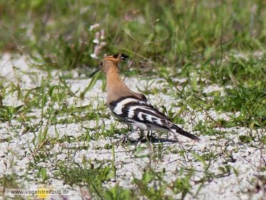 Wiedehopf sucht nach Nahrung auf steinigem Boden