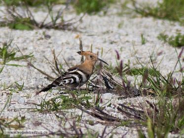 Wiedehopf sucht nach Nahrung auf steinigem Boden