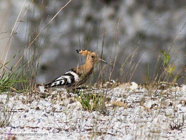 Wiedehopf sucht nach Nahrung auf steinigem Boden