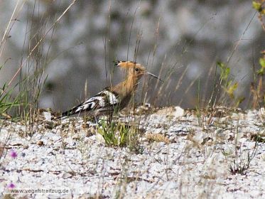 Wiedehopf sucht nach Nahrung auf steinigem Boden