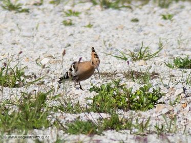 Wiedehopf sucht nach Nahrung auf steinigem Boden