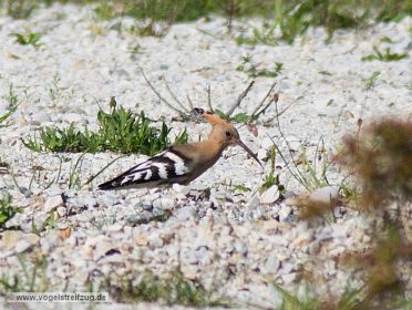 Wiedehopf sucht nach Nahrung auf steinigem Boden