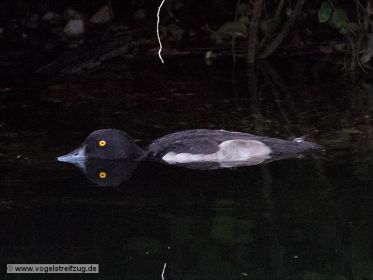 Reiherente stellt sich offenbar tot