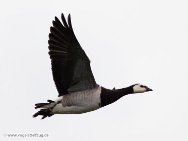 Beringte Weißwangengans im Flug