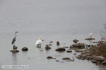 Graureiher und Seidenreiher