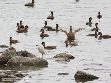 Seidenreiher und diverse Enten