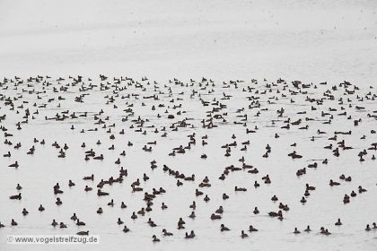 Unzählige Kolbenenten, Tafelenten und Reiherenten
