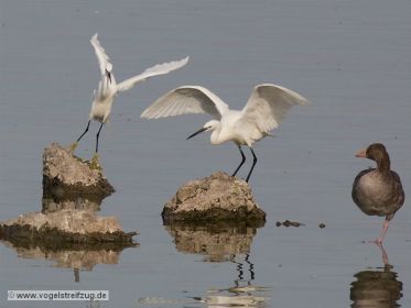 Zwei Seidenreiher bei Vogelinsel im Ostbecken des Ismaninger Speichersees