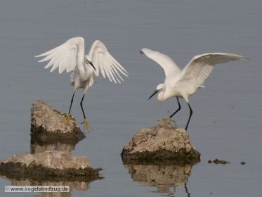 Zwei Seidenreiher bei Vogelinsel im Ostbecken des Ismaninger Speichersees