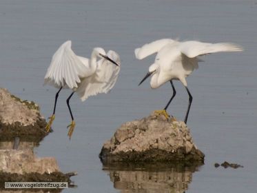 Zwei Seidenreiher bei Vogelinsel im Ostbecken des Ismaninger Speichersees