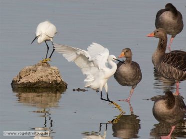 Zwei Seidenreiher bei Vogelinsel im Ostbecken des Ismaninger Speichersees