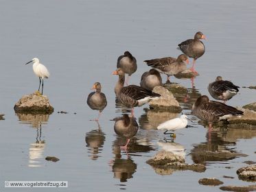 Zwei Seidenreiher bei Vogelinsel im Ostbecken des Ismaninger Speichersees