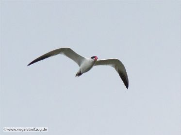 Für kurze Zeit kreisen vier Raubseeschwalbe über dem Ostbecken des Ismaninger Speichersees