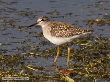 Ein Bruchwasserläufer im Wassergraben beim Ismaninger Speichersee