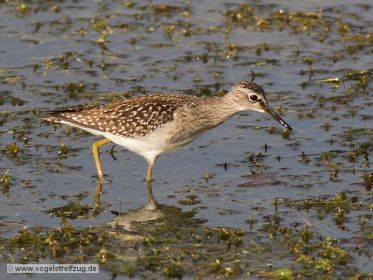 Ein Bruchwasserläufer im Wassergraben beim Ismaninger Speichersee