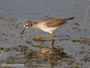 Ein Bruchwasserläufer im Wassergraben beim Ismaninger Speichersee