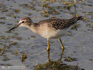 Ein Bruchwasserläufer im Wassergraben beim Ismaninger Speichersee