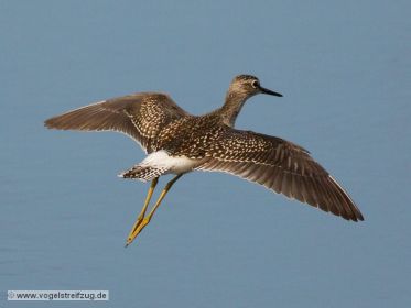 Bruchwasserläufer im Flug