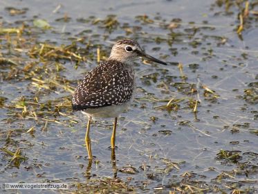 Ein Bruchwasserläufer im Wassergraben beim Ismaninger Speichersee