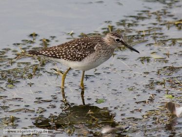 Ein Bruchwasserläufer im Wassergraben beim Ismaninger Speichersee