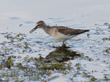 Ein Bruchwasserläufer im Wassergraben beim Ismaninger Speichersee
