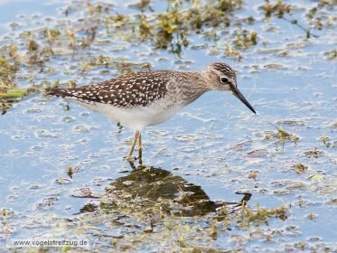 Ein Bruchwasserläufer im Wassergraben beim Ismaninger Speichersee