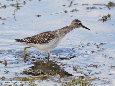 Ein Bruchwasserläufer im Wassergraben beim Ismaninger Speichersee