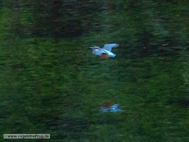 Eisvogel im Bach parallel zum Ismaninger Speichersee