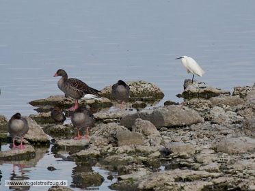 Seidenreiher rastet auf Vogelinsel im Ostbecken