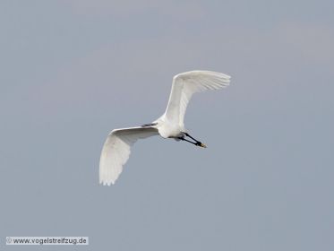 Seidenreiher im Flug vom Ostbecken in Richtung Westbecken des Ismaninger Speichersees