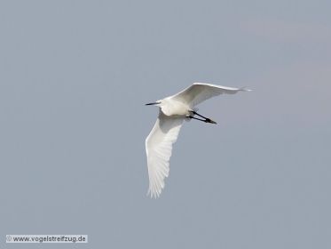 Seidenreiher im Flug vom Ostbecken in Richtung Westbecken des Ismaninger Speichersees