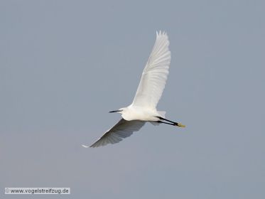 Seidenreiher im Flug vom Ostbecken in Richtung Westbecken des Ismaninger Speichersees