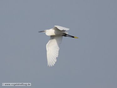 Seidenreiher im Flug vom Ostbecken in Richtung Westbecken des Ismaninger Speichersees