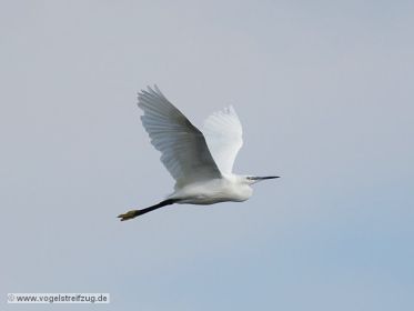Seidenreiher im Flug vom Ostbecken in Richtung Westbecken des Ismaninger Speichersees