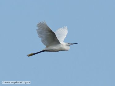 Seidenreiher im Flug vom Ostbecken in Richtung Westbecken des Ismaninger Speichersees