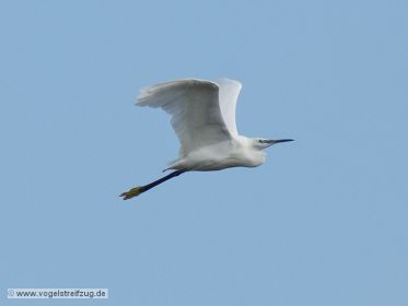 Seidenreiher im Flug vom Ostbecken in Richtung Westbecken des Ismaninger Speichersees