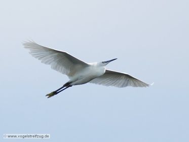 Seidenreiher im Flug vom Ostbecken in Richtung Westbecken des Ismaninger Speichersees