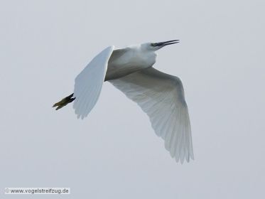 Seidenreiher im Flug vom Ostbecken in Richtung Westbecken des Ismaninger Speichersees