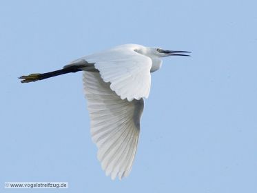 Seidenreiher im Flug vom Ostbecken in Richtung Westbecken des Ismaninger Speichersees