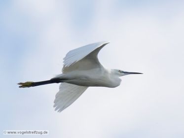 Seidenreiher im Flug vom Ostbecken in Richtung Westbecken des Ismaninger Speichersees